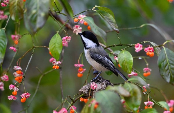 What Are the Environmental Benefits of Converting Brownfields into Solar Energy Farms?