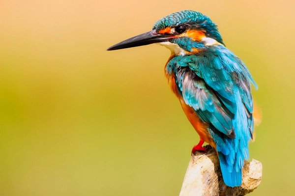 How Is Technology Helping to Track the Migration Patterns of UK Bird Species?